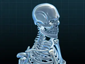 Medical Science Illustrations Prints: Human Skeleton, artwork