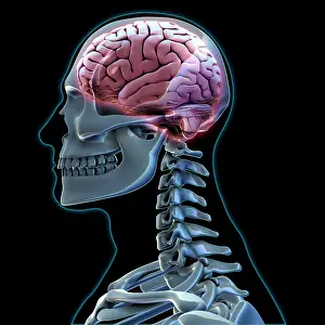 Human Brain Anatomy Prints: Human Skeleton and Brain, artwork