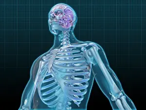Central Nervous System CNS Prints: Human Skeleton and Brain, artwork