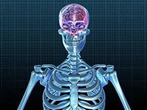 Human Skeleton Model Prints: Human Skeleton and Brain, artwork