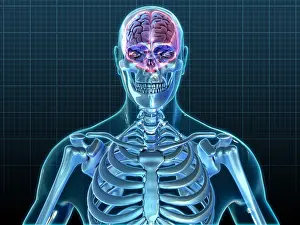 Human Skeleton Model Prints: Human Skeleton and Brain, artwork