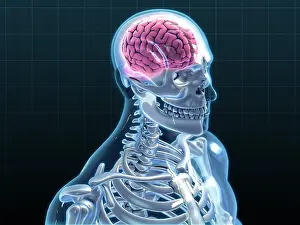 Human Skeleton Model Prints: Human Skeleton and Brain, artwork