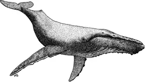 Humpback Whale Illustration Prints: Humpback Whale