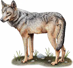 Gray Wolf Illustration Prints: Iberian wolf