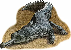 Indian Subcontinent Wildlife Prints: Indian Gharial