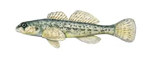 Aquatic Life Illustrations Prints: Johnny Darter