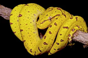 Green Tree Python Prints: Juvenile Green Tree Python (Morelia viridis)