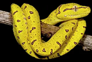 Green Tree Python Prints: Juvenile Green Tree Python (Morelia viridis)