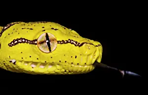 Green Tree Python Prints: Juvenile Green Tree Python (Morelia viridis)