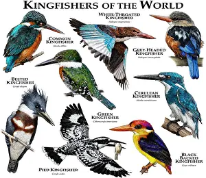 Kingfishers of the World Print: Colorful Species Collage