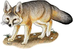 Mammal Illustrations Prints: Kit Fox