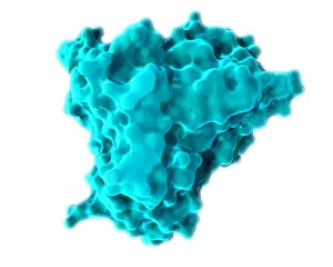 KRAS Molecular Model Print
