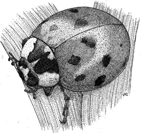 Framed Print : Ladybug Beetle Print, Pen and Ink Illustration Framed Print : Ladybug Beetle Print, Pen and Ink Illustration