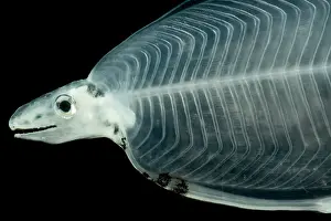 Ocean Creatures Prints: Larval Eel