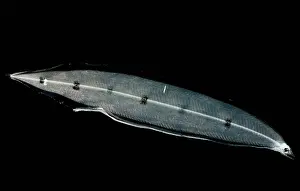 Framed Print : Larval Eel Print Framed Print : Larval Eel Print