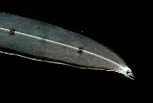 Deep Sea Creatures Prints: Larval Eel