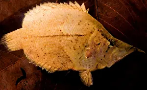 Camouflaged Fish Species Prints: Leaf Fish