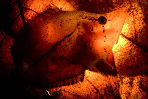 Camouflaged Fish Species Prints: Leaf Fish