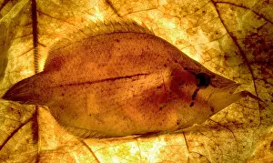Camouflaged Fish Species Prints: Leaf Fish