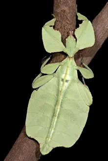 Leaf Insect Print