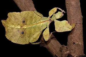Southeast Asia Fauna Prints: Leaf Insect