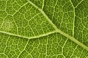 Leaf Vein Structure Prints: Leaf Venation