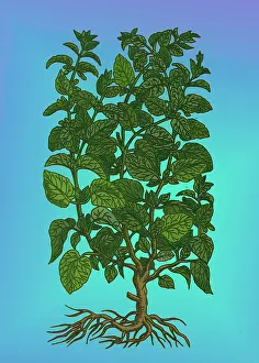 Herbal Medicine Plant Prints: Lemon Balm