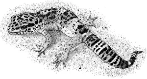Animal Art Prints: Leopard Gecko