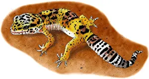 Reptile Artwork Prints: Leopard Gecko