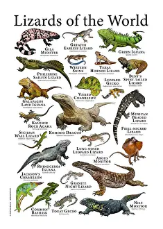 Lizards of the World Print: A Colorful Collection of 20+ Species