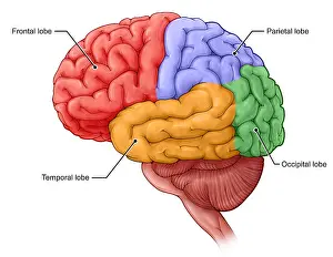 Brain Lobe Print: Frontal, Temporal, Parietal, and Occipital Lobes