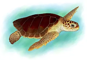 Loggerhead Sea Turtle Prints: Loggerhead Sea Turtle
