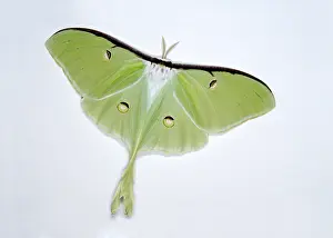 Saturniid Moth Prints: Luna moth