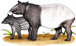 Malayan Tapir Prints: Malayan Tapir