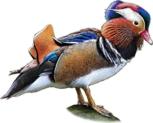 Aix Galericulata Images Prints: Mandarin Duck