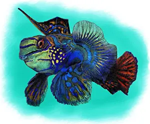 Coral Reef Animals Prints: Mandarinfish