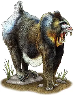Mandrill Illustration Prints: Mandrill