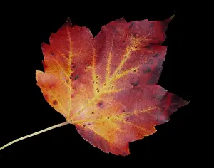 Autumn Colored Leaves Prints: Maple Leaf
