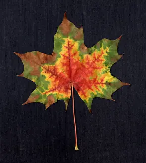 Framed Print : Maple Leaf Print in Autumn Color Change Framed Print : Maple Leaf Print in Autumn Color Change