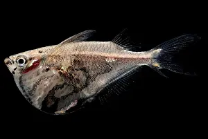 Peruvian Wildlife Prints: Marble Hatchetfish