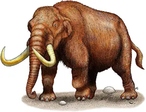 Prehistoric Mammal Prints: Mastodon