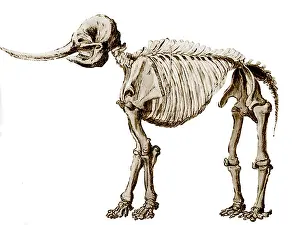 Prehistoric Animal Illustration Prints: Mastodon Skeleton