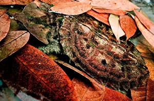Camouflaged Reptiles Prints: Mata mata Turtle