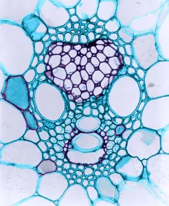 Corn Stem Cross Section Print
