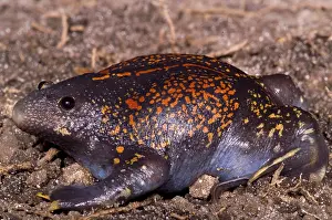 Framed Print : Mexican Burrowing Toad Print Framed Print : Mexican Burrowing Toad Print