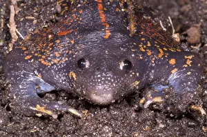 Mexican Burrowing Toad Print