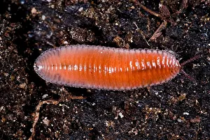 Millipede Print: Leaf Litter Dwelling Millipede Bdellozonium cerviculatum