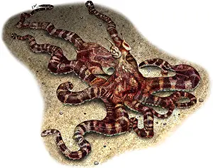 Wildlife Artwork Prints: Mimic Octopus