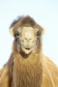 Artiodactyla Species Prints: Bactrian Camel (Camelus bactrianus)