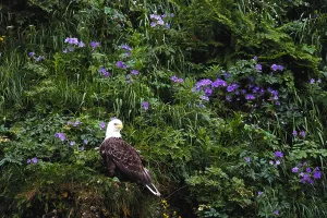 Bald Eagle Alaska Prints: Bald Eagle